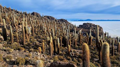 BOLIVIA : EL SALAR DE UYUNI BOLIVIA : EL SALAR DE UYUNI
