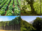 Bosques, plantaciones, limpieza responsabilidades