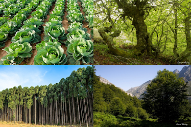 Bosques, plantaciones, limpieza y responsabilidades
