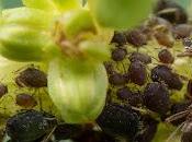 Ganadería domesticación millones años antes primeros humanos