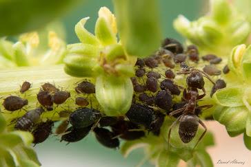 Ganadería y domesticación millones de años antes de los primeros humanos Ganadería y domesticación millones de años antes de los primeros humanos