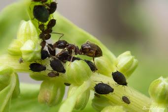 Ganadería y domesticación millones de años antes de los primeros humanos Ganadería y domesticación millones de años antes de los primeros humanos