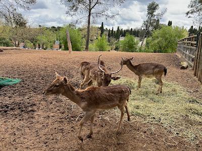 ZOO DE GUADALAJARA (=CENTRO DE RECUPERACIÓN DE FAUNA)