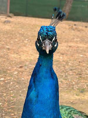ZOO DE GUADALAJARA (=CENTRO DE RECUPERACIÓN DE FAUNA)