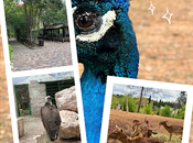 guadalajara (=centro recuperación fauna)