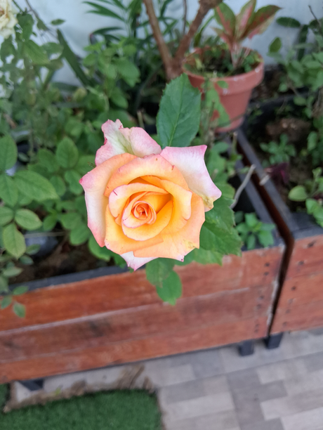 Mas disfrutes en mi azotea