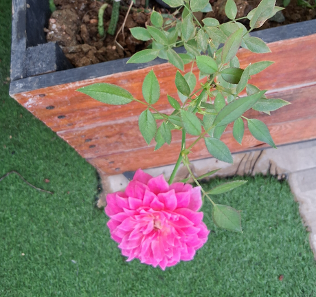 Mas disfrutes en mi azotea