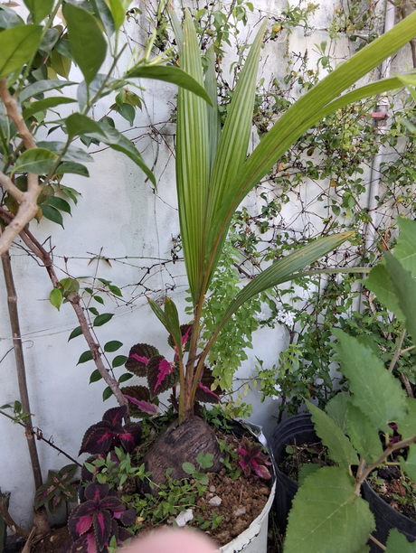 Mas disfrutes en mi azotea