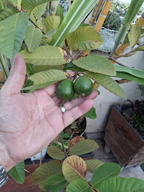 Mas disfrutes en mi azotea