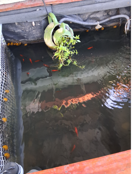 Mas disfrutes en mi azotea