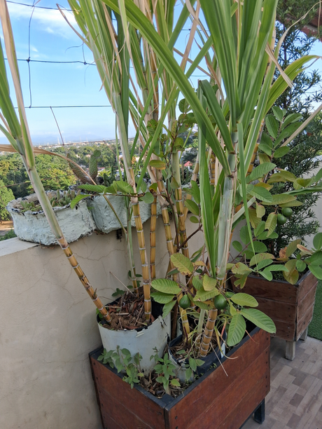 Mas disfrutes en mi azotea