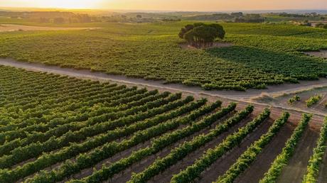 Un paseo por los vinos más emblemáticos de Carmelo Rodero