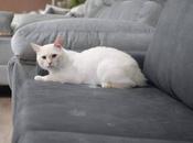 Sofás Valencia lanza sofás anti arañazos personalizables tejidos resistentes para hogares gatos