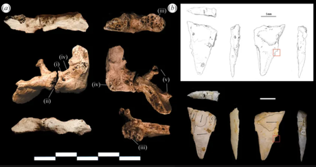 Esqueleto de la Edad de Hielo con cuello roto por ataque