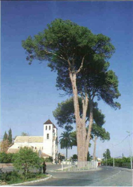 Eres más viejo que los pinos de Churra (2)