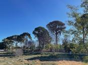 Eres viejo pinos Churra