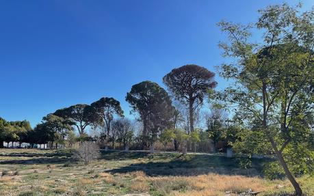 Los pinos centenarios de Churra son árboles monumentales de la Región de Murcia (España) que cuentan con protección legal