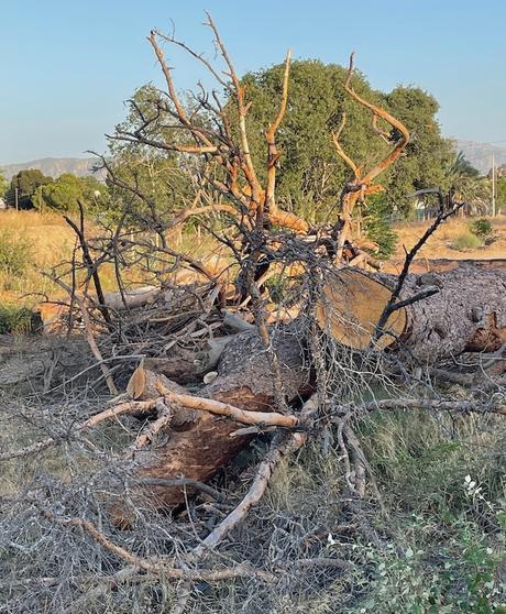 Eres más viejo que los pinos de Churra (2)