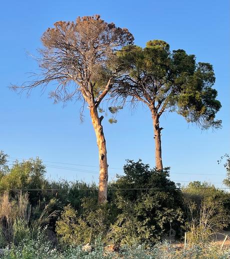 Eres más viejo que los pinos de Churra (2)