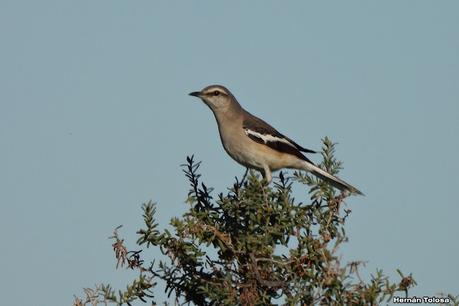Faro Belén (noviembre 2024)