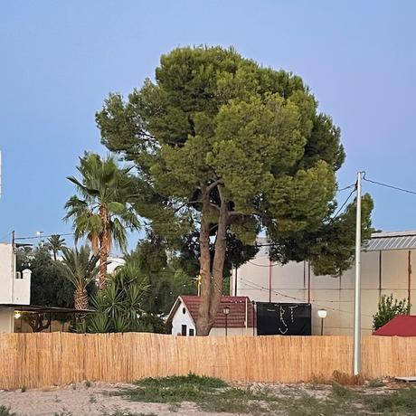 Eres más viejo que los pinos de Churra (3)