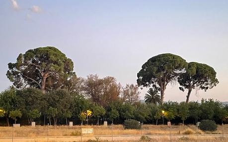 Salvar a los pinos de Churra exigirá un esfuerzo conjunto y sostenido, combinando acción y planificación para que no terminen por desaparecer