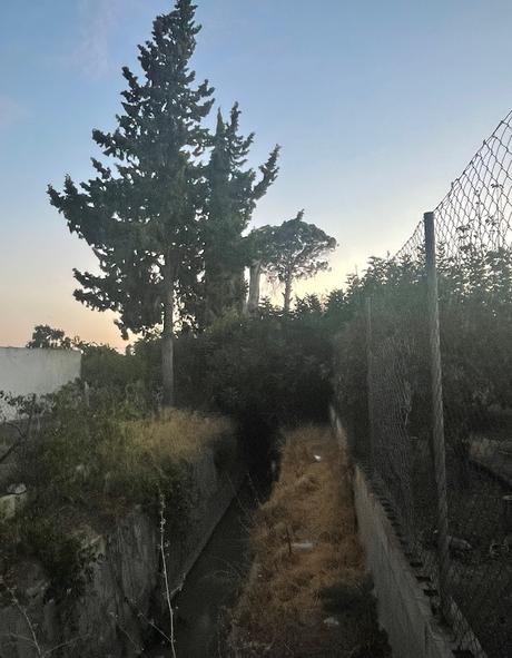 Eres más viejo que los pinos de Churra (3)