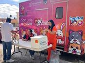 Programa Bienestar Animal Ayuntamiento mantiene vacunación esterilización gratuitas