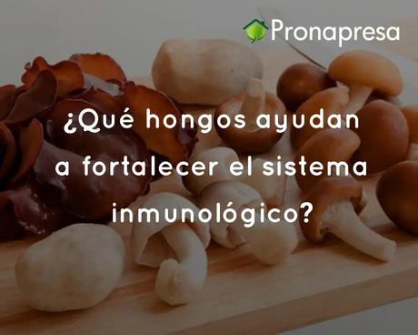 ¿Qué hongos ayudan a fortalecer el sistema inmunológico?