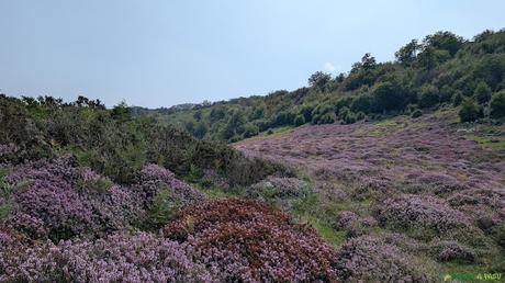 PICO OBESON desde TIELVE, Cabrales Inicio de la subida al Pico Obesón desde Entrejano