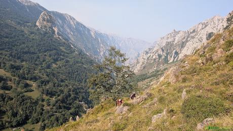 PICO OBESON desde TIELVE, Cabrales Parte baja de la Canal de Pelliteru