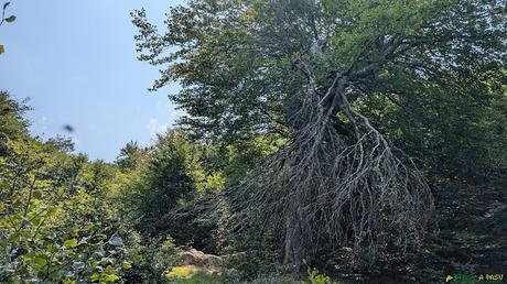PICO OBESON desde TIELVE, Cabrales Tramo bastante cerrado subiendo al Pico Obesón