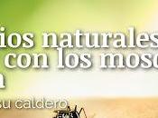 Remedios Naturales para Acabar Mosquitos Casa