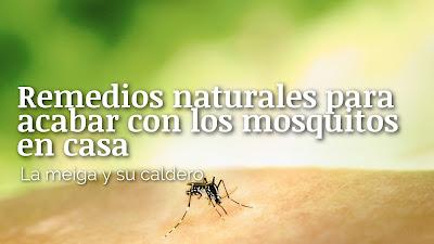 Remedios naturales para acabar con los mosquitos en casa Remedios naturales para acabar con los mosquitos en casa