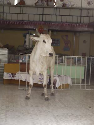 Un toro en 20 de mayo.