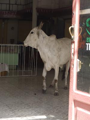 Un toro en 20 de mayo.