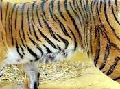 Estrategia China Adornar árboles flores falsas