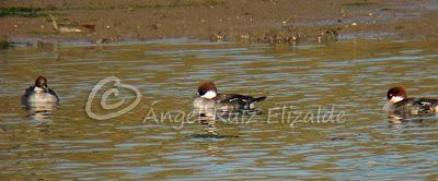 Más de las Serretas chicas...