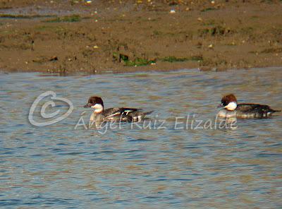 Más de las Serretas chicas...