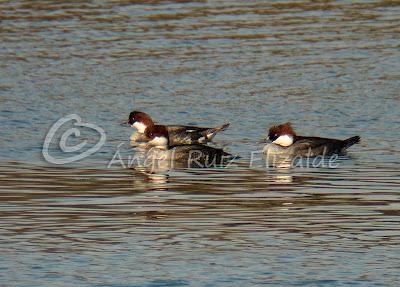 Más de las Serretas chicas...