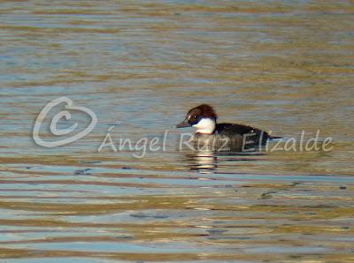 Más de las Serretas chicas...