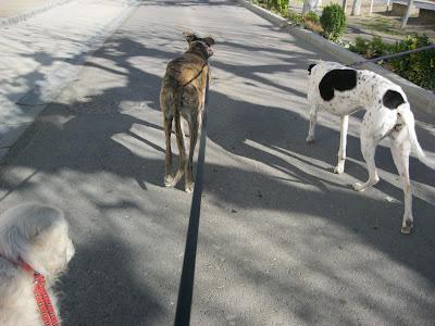 ¡¡Vida de perros...!!!