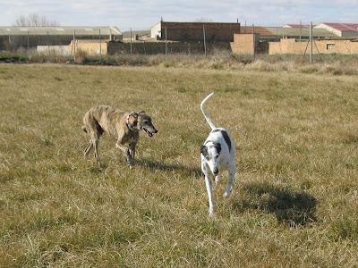 ¡¡Vida de perros...!!!