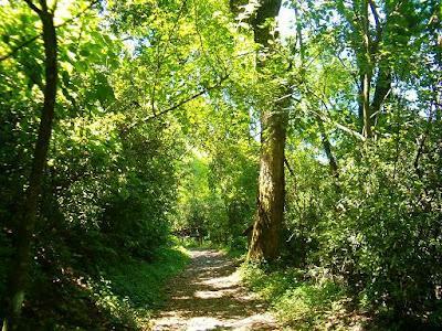 Productos que se obtienen de los bosques