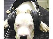 técnica 'habla chucho escucho' Redes Sociales