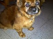 Otis, residencia sitio para .... necesita hogar viejito problemas visión