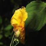 Balsamo planta medicinal