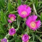 Balsamo planta medicinal