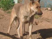 FURIA, preciosa perra jovencita, cruce pastor alemán, adopción urgente. (Córdoba)