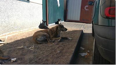Manada de perros abandonados en un polígono. (Sevilla)